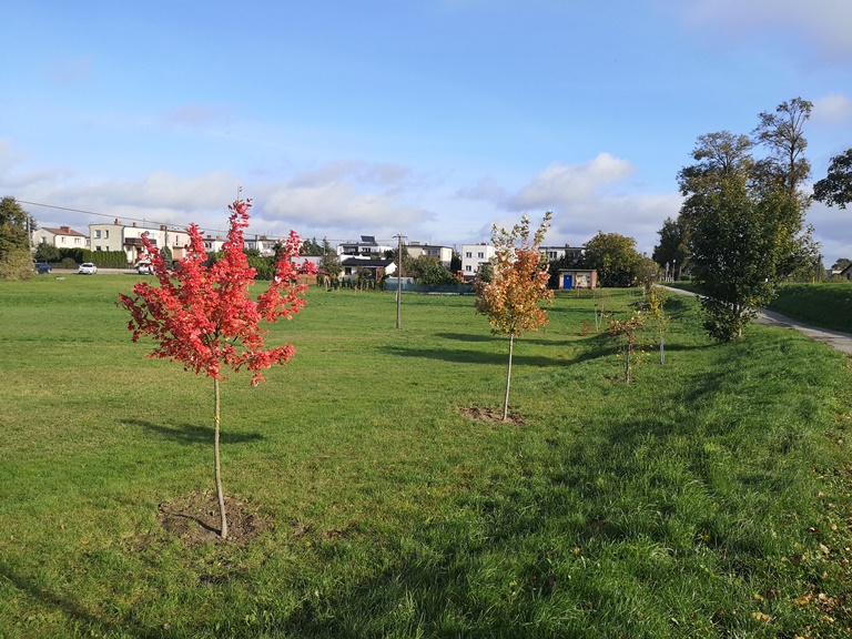 Na zdjęciu nowe nasadzenia drzew w Parku Kopernika w Tucholi
