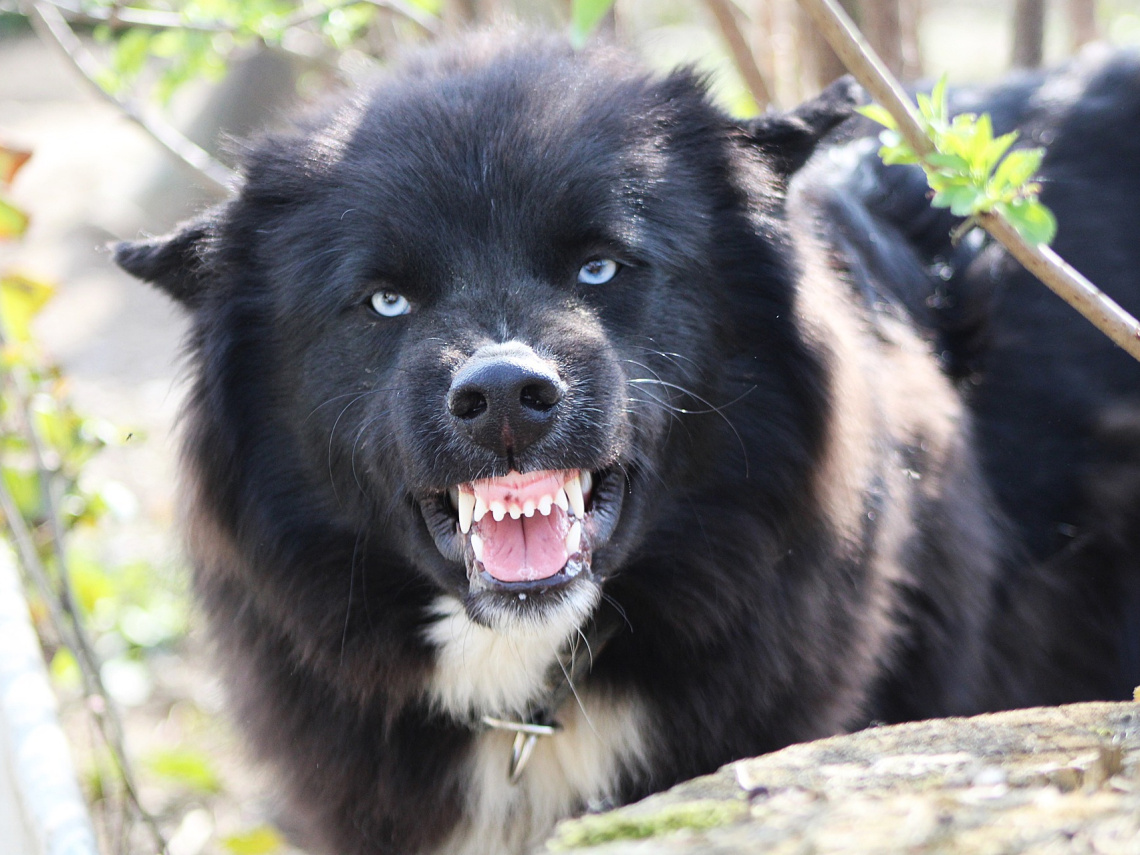 Na zdjęciu agresywny pies, fot. Pixabay