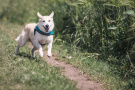 Na zdjęciu biegnący pies, fot. Pixabay